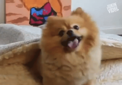 Pomeranian Dog Lift Paw GIF