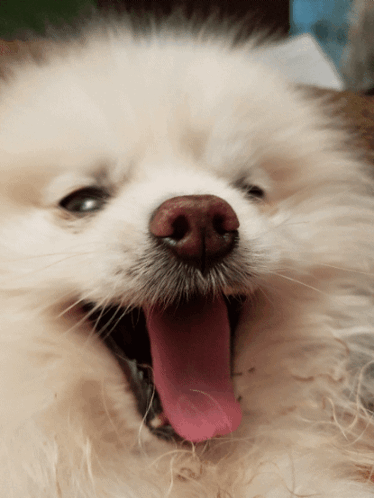 Pomeranian Dog Open Mouth GIF