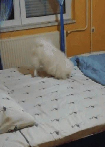 Pomeranian Dog Playing In Bed GIF