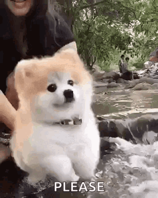 Pomeranian Dog Please GIF