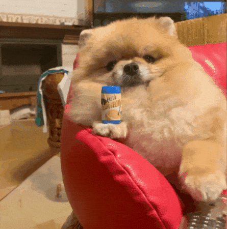 Pomeranian Dog Relaxing GIF