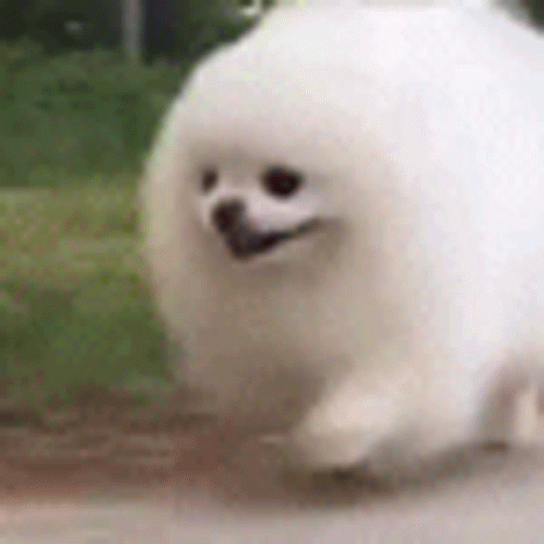 Pomeranian Dog Running Fast GIF