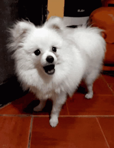 Pomeranian Dog Shocking Face GIF