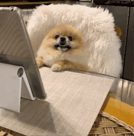 Pomeranian Dog Staring GIF