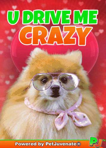 Pomeranian Dog Sunglasses Pink Scarf U Drive Me Crazy