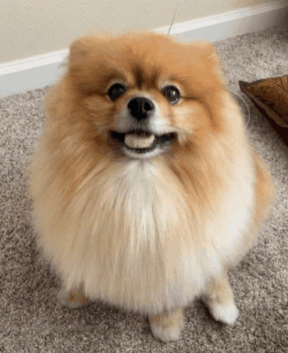 Pomeranian Patiently Sitting GIF