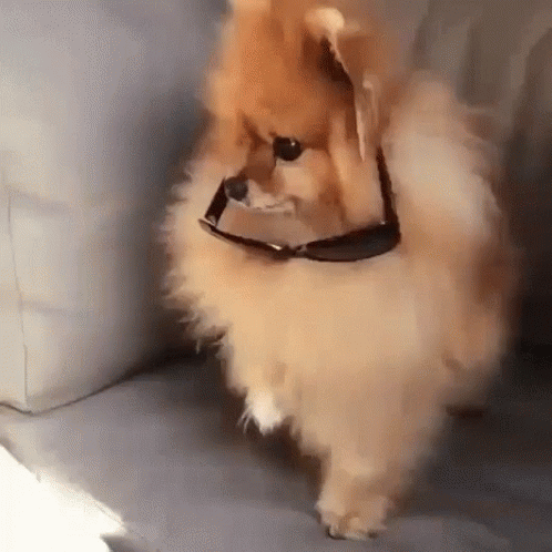 Pomeranian Wearing Sunglasses GIF