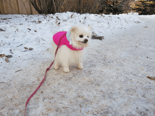 Pomeranian With Pink Clothes GIF