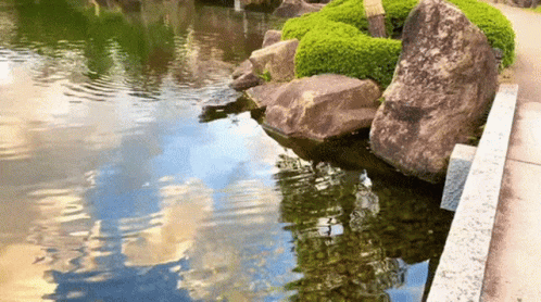 Pond Surrounded By Rocks And Bushes GIF