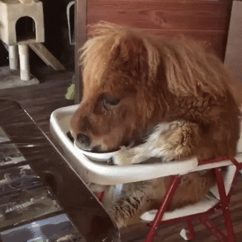 Pony Eating From Plate GIF