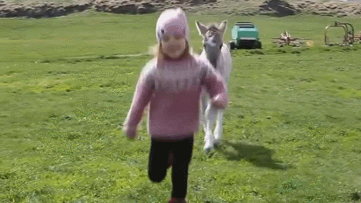 Pony Following Young Girl GIF
