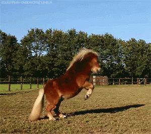 Pony Jumping In Enclosed Field GIF