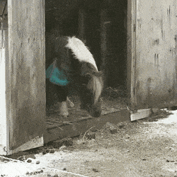 Pony Jumping Out Of Shelter GIF