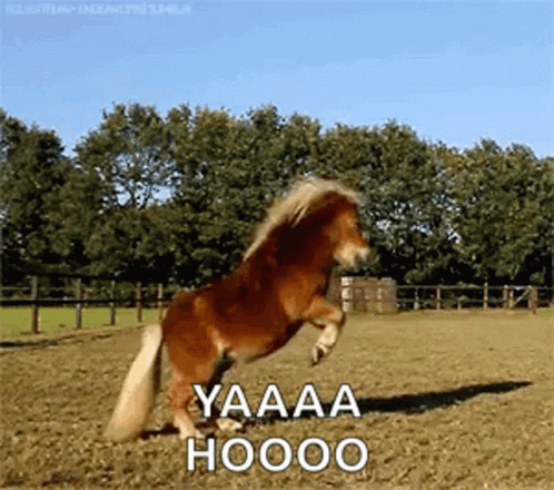 Pony Jumping Saying Yaaaa Hooooo