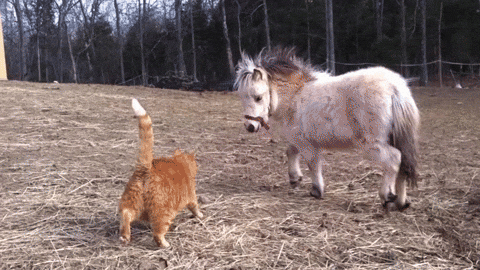 Pony Sniffing Orange Cat GIF
