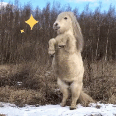 Pony Standing On Its Two Feet GIF