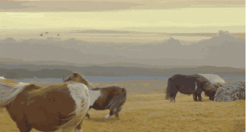 Pony Walking Backwards In Pasture GIF