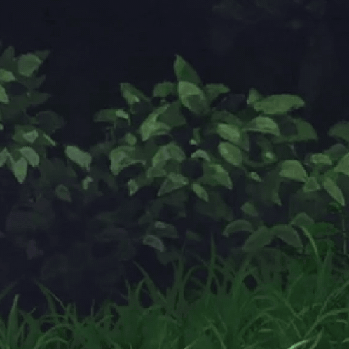 Ponytailed Elf-Eared Girl Standing in Grass at Night