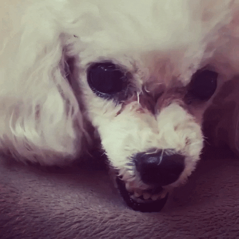 Poodle Bad Mood Ready To Bite GIF