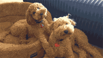 Poodle Camouflage Dog Bed GIF