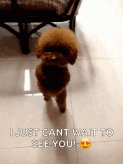 Poodle Cant Wait See You Soon GIF