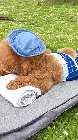 Poodle Chilling Picnic Ground GIF