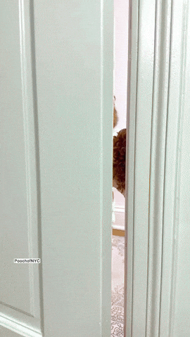 Poodle Classy Outfit Door Opened GIF
