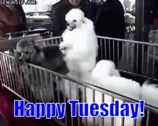 Poodle Dog Dancing Happy Tuesday Meme GIF