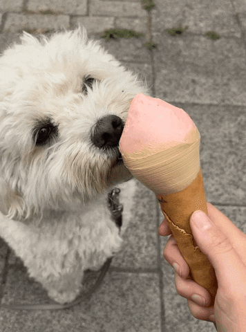 Poodle Enjoying Dirty Icecream GIF