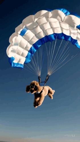 Poodle Flying with Parachute