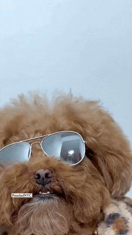 Poodle Gangster Shake Booty GIF