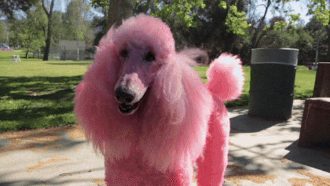 Poodle Hair Dyed Pink GIF