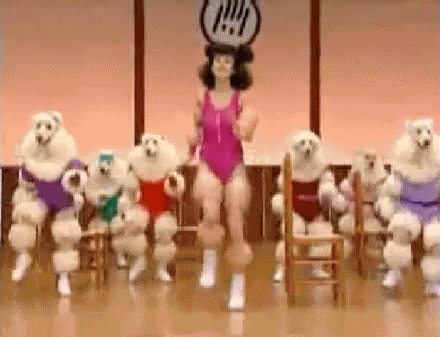 Poodle Having Aerobics Exercise GIF