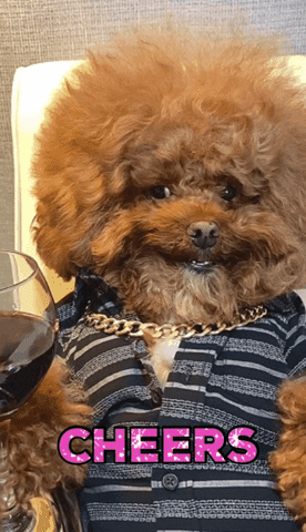 Poodle Holding Glass Of Wine GIF