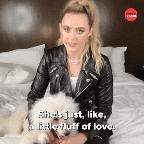 Poodle Like Little Fluff Of Love GIF