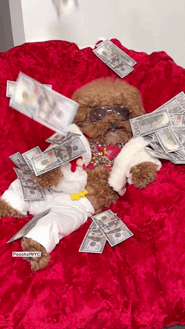 Poodle Lying Bed Of Cash GIF