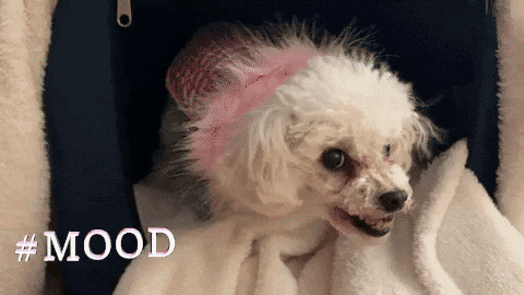 Poodle Not In Good Mood GIF