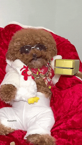 Poodle Rich Dog Raining Cash GIF