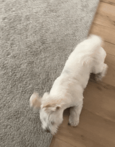 Poodle Roll Over Carpet GIF