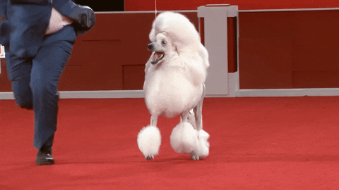 Poodle Running Well Groomed GIF