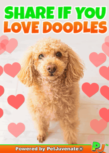 Poodle Saying Share If You Love Doodles GIF