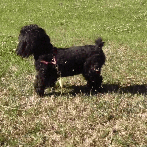 Poodle Scratching Ground With Feet GIF