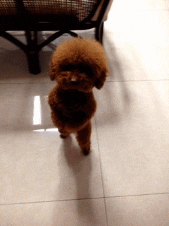 Poodle Standing Dance GIF