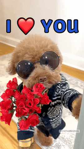 Poodle Suitor I Love You GIF