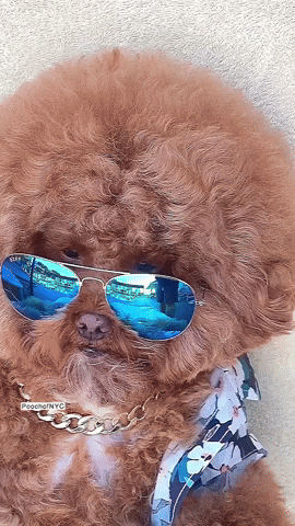 Poodle Sunglasses Eyes Peeping GIF