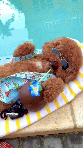 Poodle Sunglasses Relaxing Pool GIF