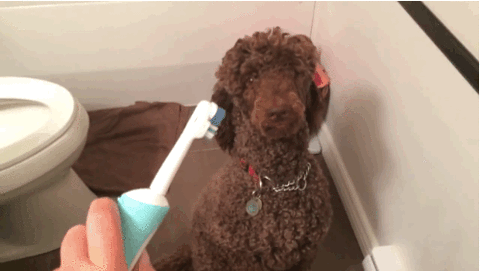 Poodle Teeth Shown Toothbrush GIF