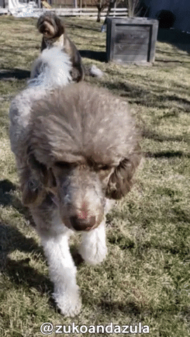 Poodle Walking Dog GIF