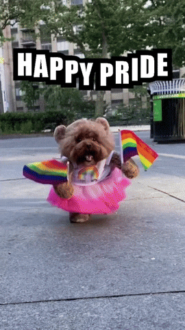 Poodle Wearing Happy Pride Costume GIF