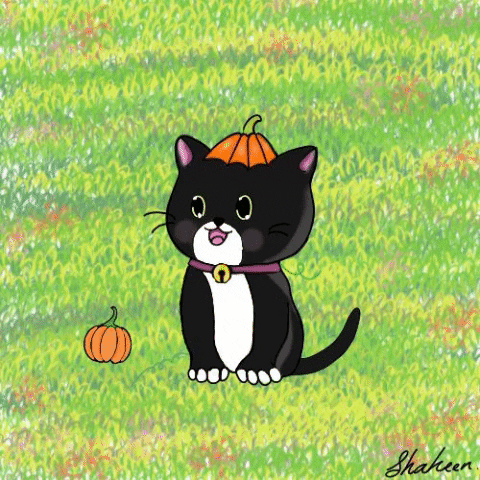 Pookie Gofrette Cat GIF